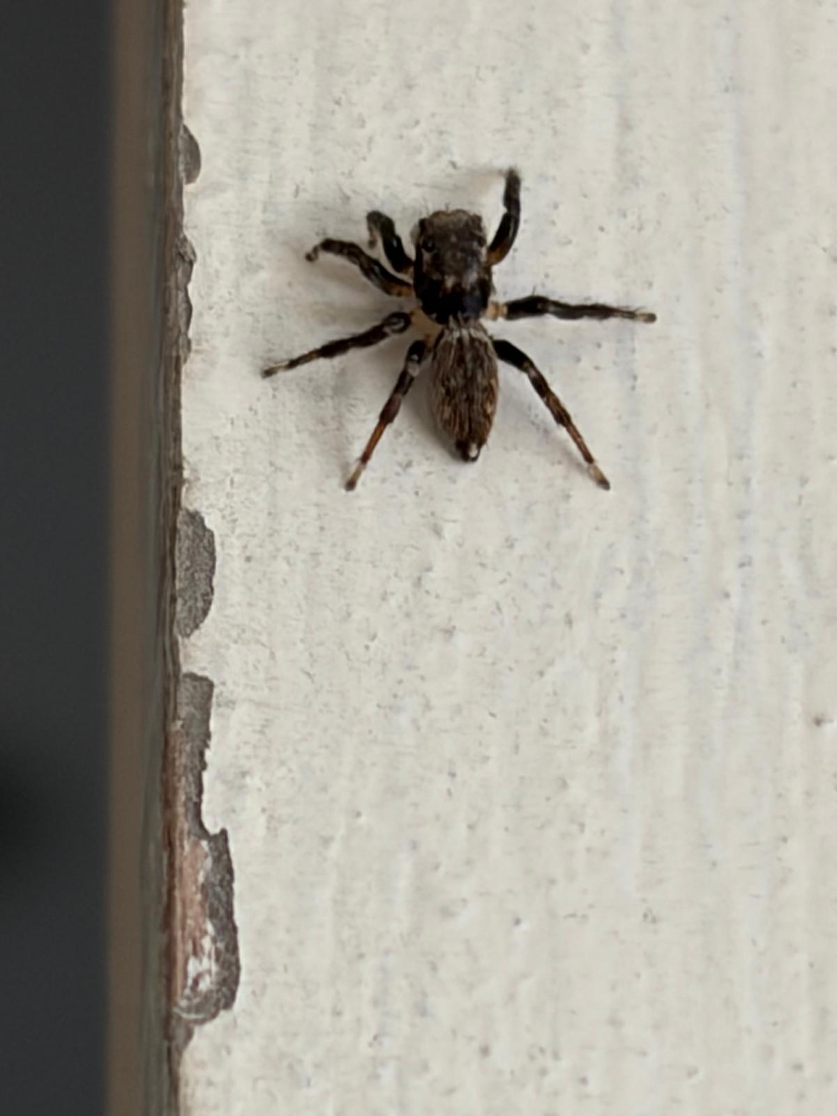Spider on an exterior wall
